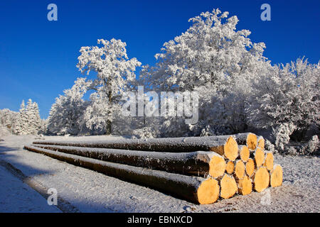 Norway spruce (Picea abies), logs with hoar frost at the nature reserve Dellenhaeule in winter , Germany, Baden-Wuerttemberg, Beuren Stock Photo