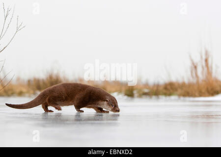 European river otter, European Otter, Eurasian Otter (Lutra lutra), female walking on a frozen up ice cap, Germany Stock Photo