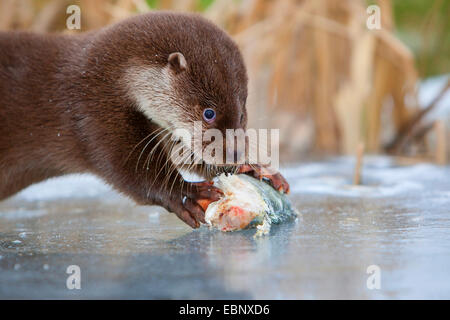 European river otter, European Otter, Eurasian Otter (Lutra lutra), female eating a catched redfin perch, Germany