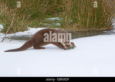 European river otter, European Otter, Eurasian Otter (Lutra lutra), female feeding a catched perch in the snow, Germany
