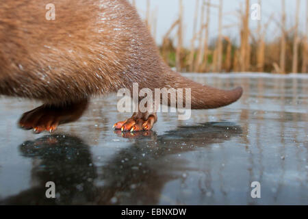 European river otter, European Otter, Eurasian Otter (Lutra lutra), hind paws on a frozen up sheet of ice, Germany Stock Photo