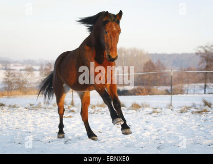 domestic horse (Equus przewalskii f. caballus), Hungarian warmblood, brown, pacing in a snowy paddock, Germany, Baden-Wuerttemberg Stock Photo