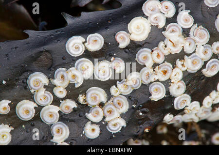 Tubeworm, Sinistral spiral tubeworm, Spiral tubeworm (Spirorbis spirorbis), on a brown alga, Germany Stock Photo