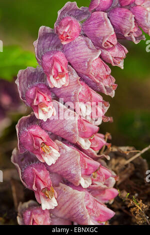 toothwort (Lathraea squamaria), flowers, Germany Stock Photo