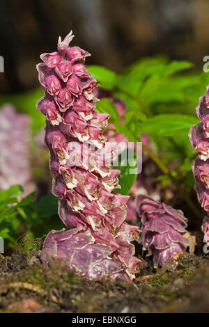 toothwort (Lathraea squamaria), blooming, Germany Stock Photo