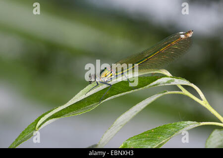 banded blackwings, banded agrion, banded demoiselle (Calopteryx splendens, Agrion splendens), female, Germany Stock Photo