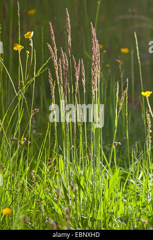 common velvet grass, Yorkshire-fog, creeping velvetgrass (Holcus lanatus), blooming in a meadow, Germany Stock Photo