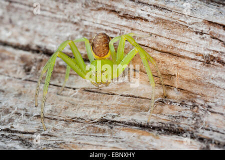 Green crab spider, Crab spider (Diaea dorsata), on wood, Germany Stock Photo