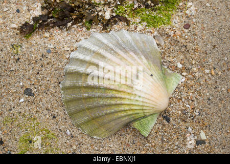 Great scallop, Common scallop, Coquille St. Jacques (Pecten maximus), shell on the beach Stock Photo