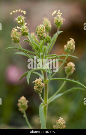 Psyllium plantain (Plantago afra), blooming Stock Photo