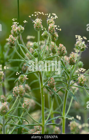 Psyllium plantain (Plantago afra), blooming Stock Photo