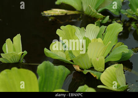 water lettuce, water cabbage, shellflower (Pistia stratiotes), swimming Stock Photo