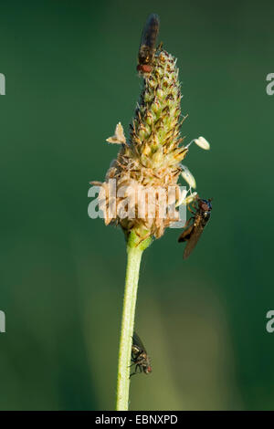 buckhorn plantain, English plantain, ribwort plantain, rib grass, ripple grass (Plantago lanceolata), inflorescens with flies, Germany Stock Photo