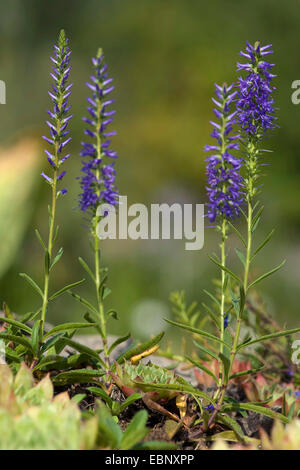 Spiked Speedwell (Pseudolysimachion spicatum, Veronica spicata), blooming, Germany Stock Photo