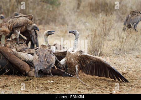 African white-backed vulture (Gyps africanus), two vultures quarelling at a dead buffalo, South Africa, Kruger National Park Stock Photo