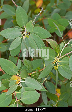 Tasmanian Snow Gum, Mount Wellington Peppermint, Mt. Wellington Peppermint, Gum, Ironbark (Eucalyptus coccifera), branches Stock Photo