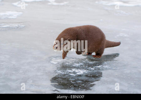 European river otter, European Otter, Eurasian Otter (Lutra lutra), female running on a frozen up ice cap, Germany Stock Photo