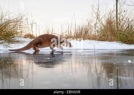 European river otter, European Otter, Eurasian Otter (Lutra lutra), female walking on a frozen up ice cap, Germany Stock Photo