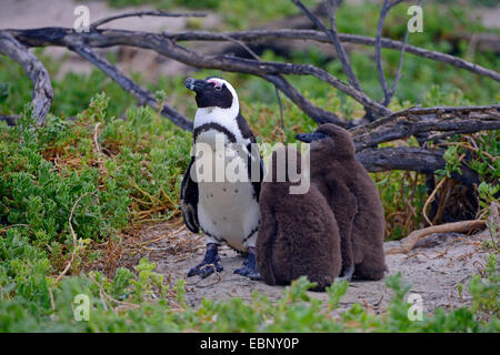 jackass penguin, African penguin, black-footed penguin (Spheniscus demersus), adult bird with two young birds, South Africa, Western Cape, Boulders Beach Stock Photo