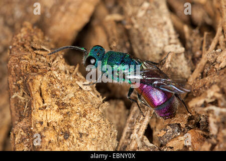 common gold wasp, ruby-tail, ruby-tailed wasp (Chrysis ignita), on deadwood, Germany Stock Photo