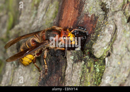 hornet, brown hornet, European hornet (Vespa crabro), licking tree juice at a injured oak trunk, Germany Stock Photo
