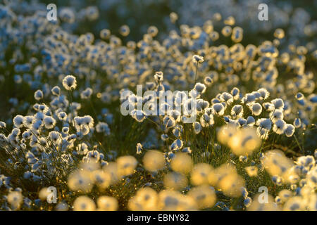 tussock cotton-grass, hare's-tail cottongrass (Eriophorum vaginatum), fruiting in morning light, Finland Stock Photo