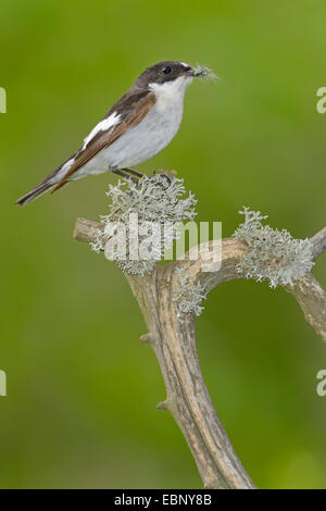 pied flycatcher (Ficedula hypoleuca), male with nesting material in its beak, Finland Stock Photo