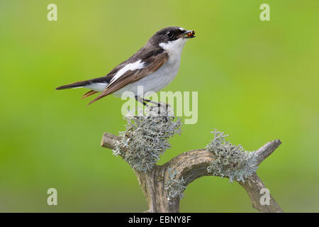 pied flycatcher (Ficedula hypoleuca), male sitting on a lichen-covered branch with beetle in the beak, Finland Stock Photo