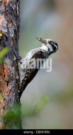 three-toed woodpecker (Picoides tridactylus), male at its breeding hole in a tree with fodder in the beak, Finland Stock Photo