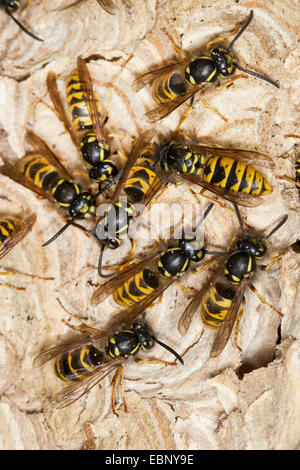 common wasp (Vespula vulgaris, Paravespula vulgaris), wasps at the wasps nest, Germany Stock Photo