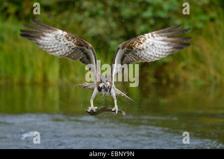 osprey, fish hawk (Pandion haliaetus), in flight with prey, Finland Stock Photo