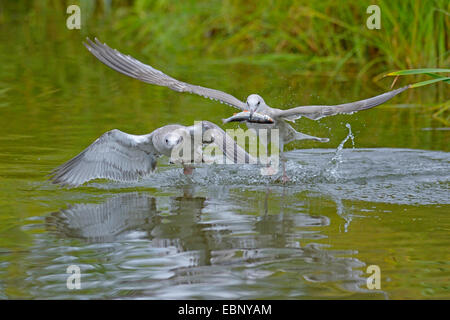 mew gull (Larus canus), two flying juvenile gulls with preyed fish, Finland Stock Photo