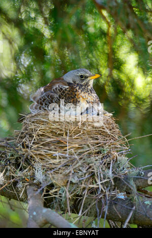 fieldfare (Turdus pilaris), sitting on the nest with chicks, Finland Stock Photo