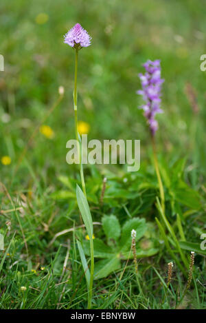 Globe orchid (Traunsteinera globosa), flowering, Austria, Tyrol, Namloser Tal Stock Photo