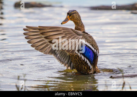 mallard (Anas platyrhynchos), bathing female flapps wings, Germany, Bavaria, Lake Chiemsee Stock Photo