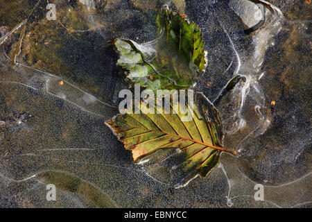 leaves in a frozen brook, USA, Alaska, Chugach State Park, Anchorage Stock Photo