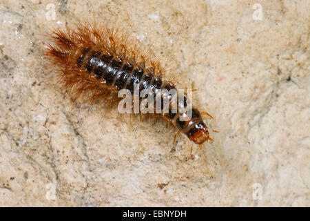 False firefly beetle (Drilus concolor), larva, Germany Stock Photo