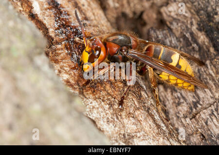 hornet, brown hornet, European hornet (Vespa crabro), licking tree juice at an injured oak trunk, Germany Stock Photo