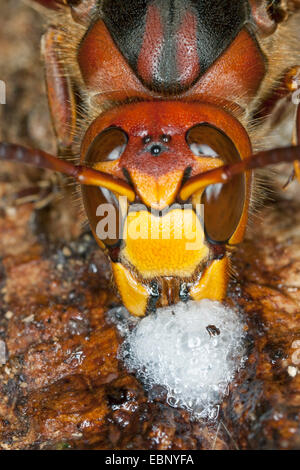 hornet, brown hornet, European hornet (Vespa crabro), licking tree juice at an injured oak trunk, portrait, Germany Stock Photo