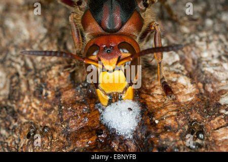 hornet, brown hornet, European hornet (Vespa crabro), licking tree juice at an injured oak trunk, portrait, Germany Stock Photo