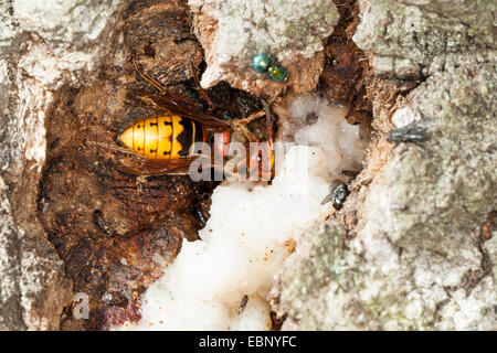 hornet, brown hornet, European hornet (Vespa crabro), licking tree juice at an injured oak trunk, Germany Stock Photo