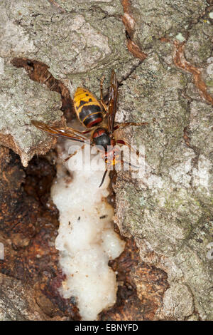 hornet, brown hornet, European hornet (Vespa crabro), licking tree juive at an injured oak trunk, Germany Stock Photo