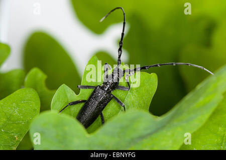 Beech capricorn beetle, Small oak capricorn beetle (Cerambyx scopolii), on a leaf, Germany Stock Photo