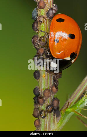 seven-spot ladybird, sevenspot ladybird, 7-spot ladybird (Coccinella septempunctata), ladybird feeding on greenflies, Germany Stock Photo