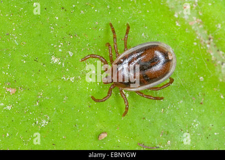 European castor bean tick, European sheep tick (Ixodes ricinus), male, Germany Stock Photo