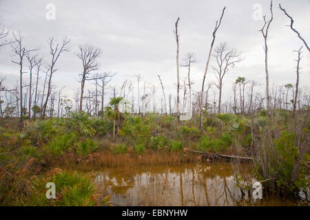 Slash pine (Pinus elliottii), dead pines and saw palmetto in wetland , USA, Florida, National Key Deer Refuge, Big Pine Key Stock Photo