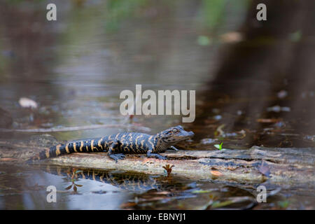 American alligator (Alligator mississippiensis), young animal sitting on a swimming tree trunk, USA, Florida, Big Cypress National Preserve, Everglades National Park Stock Photo