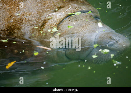 West Indian manatee, Florida manatee, Caribbean manatee, Antillean manatee (Trichechus manatus latirostris), manatee in the water, USA, Florida, Homosassa Springs Wildlife State Park, Homosassa Springs Stock Photo