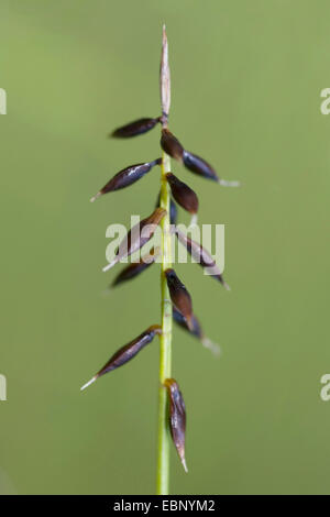 flea sedge (Carex pulicaris), infructescens, Germany Stock Photo
