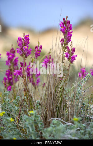Snapdragon (Antirrhinum cirrhigerum, Antirrhinum majus ssp. cirrhigerum), blooming, Portugal Stock Photo